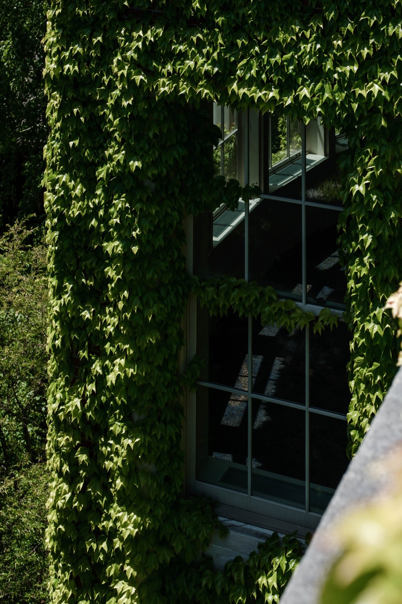 Ivy covered window